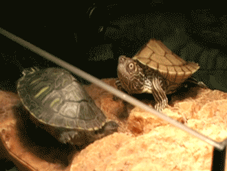 tumblr_mchf6fz0wU1rhg9kmo1_400.gif