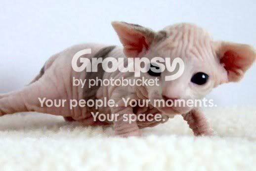 2_week-old_Female_Sphynx_Suki.jpg