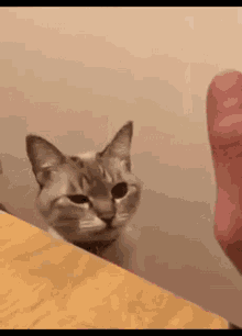 dinhdaica132-high-five.gif