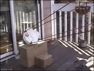 Squirrel_launcher.gif