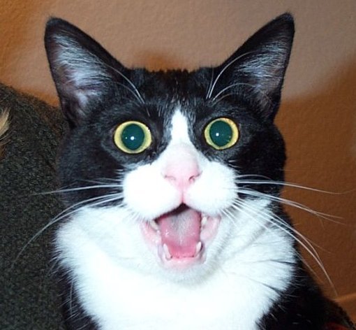 CAT-SHOCKED.jpg