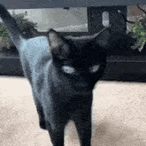 cat-shaking-head.gif