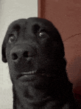 gravewalker-nunca-morto.gif