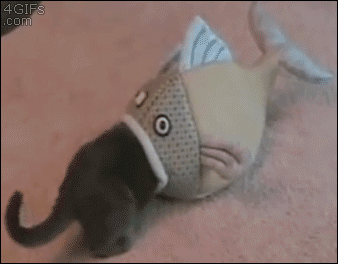 tumblr_o96bv3Xqi51tyncywo1_400.gif