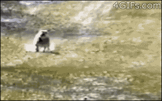 tumblr_mfifupw0dD1qdlh1io1_400.gif