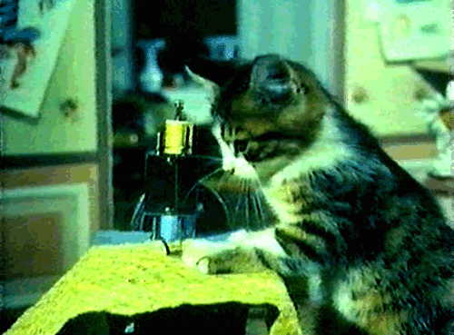 tumblr_m4y7avVeKG1qckzkqo1_500.gif
