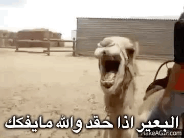 ph9QziG.gif