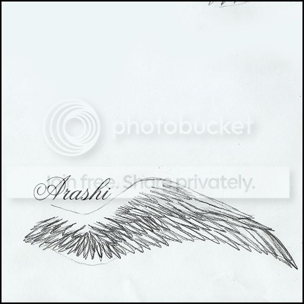 birdd-2.jpg