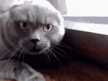 9X8Pd6h.gif