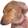 vatobiox.gif
