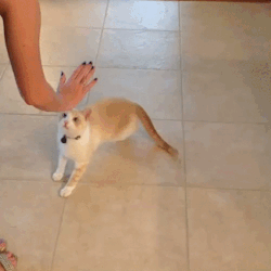 tumblr_mwmo7pj8G01qewacoo2_250.gif