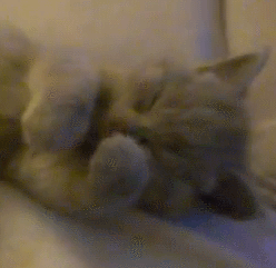 5tjYsLC.gif