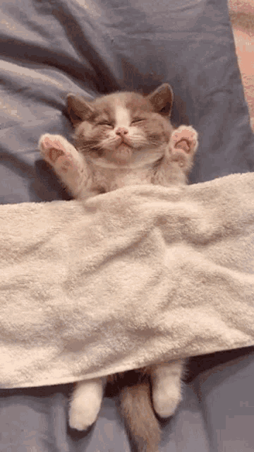 sleepy-sleepy-cat.gif