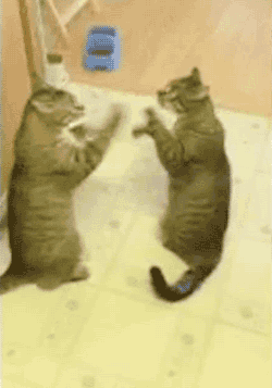 tumblr_og4e9oefvc1tyncywo1_250.gif
