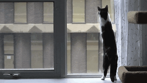tumblr_odg8z42XJG1tyncywo1_500.gif