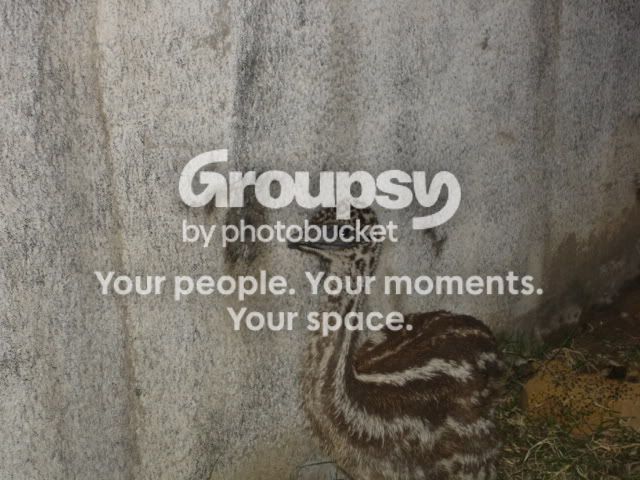 ourbirdies013.jpg