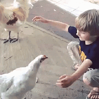 hug-chicken.gif