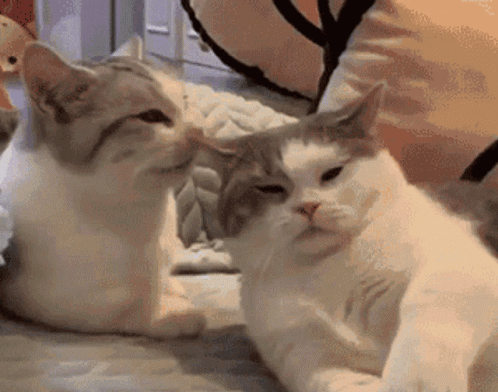 cats-cat-slap.gif