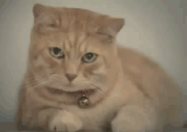 oITnt1L.gif