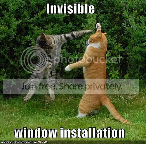 cat-invisible-windows.jpg