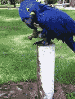 p3UWHL5.gif