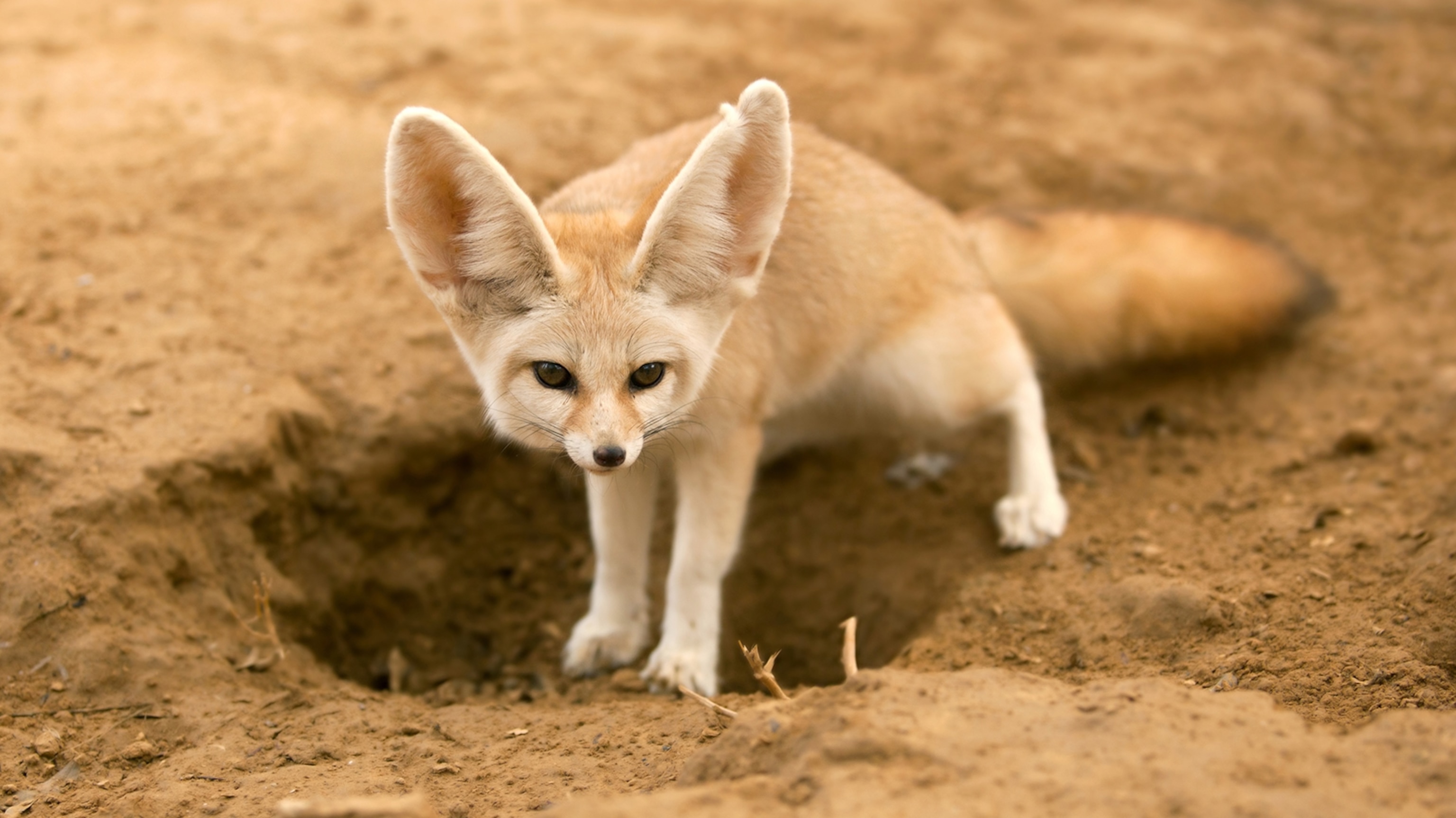 fennec-fox-hole.jpg