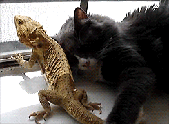 tumblr_m2jm2cUDLl1qay81po4_250.gif