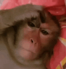 monkey-thinking-monkey-scratching-head.gif