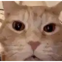 aaaah-cat.webp
