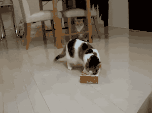 tumblr_m77il3D5aX1qbyxr0o1_400.gif