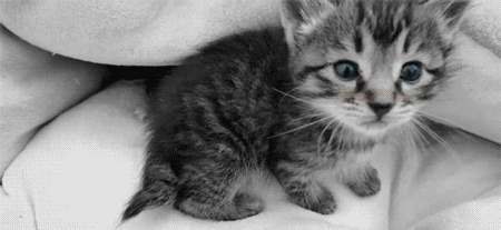 tumblr_mm9n3sdycy1ry1y7qo2_500.gif