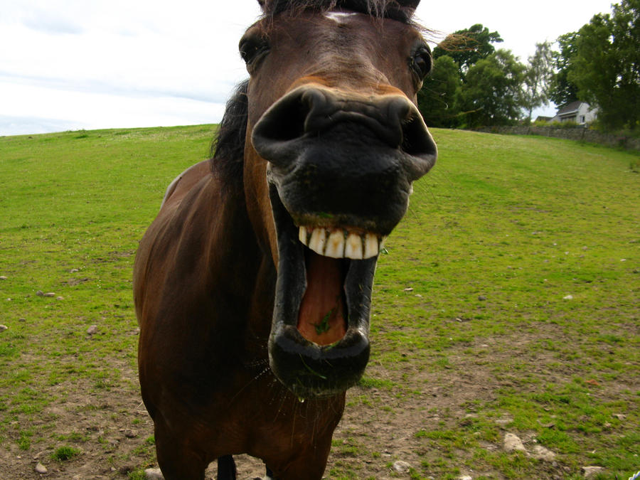 The_Laughing_Horse_by_u04elw2.jpg