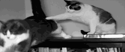 tumblr_o9zi21HTGH1tyncywo1_500.gif
