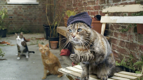 tumblr_od3c6w6j7z1tyncywo1_500.gif
