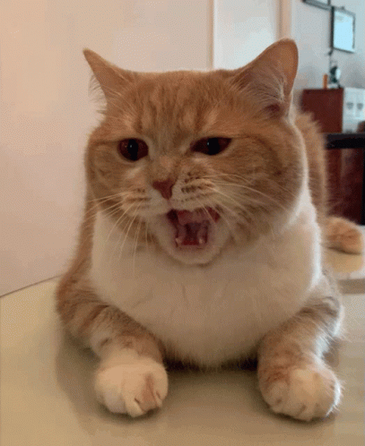 tenor.gif