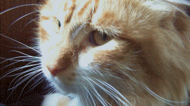 8AtUyHZ.gif