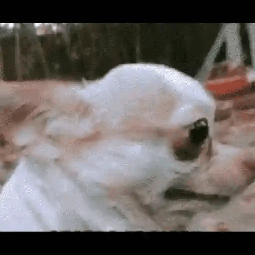 vXJLIyu.gif.gif