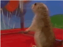 giphy.gif