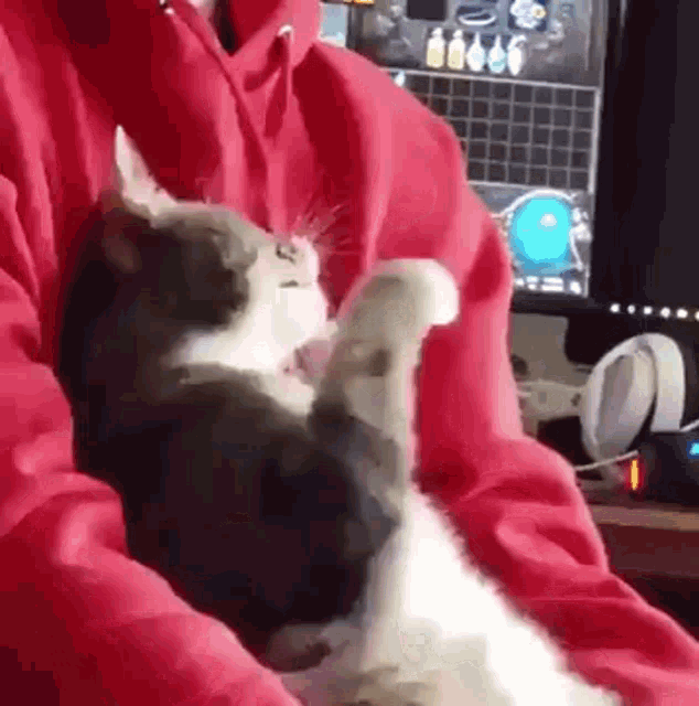 cat-surprised.gif