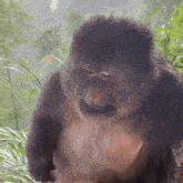monkey-looking-at-nails-and-scratching-head-monkey.gif