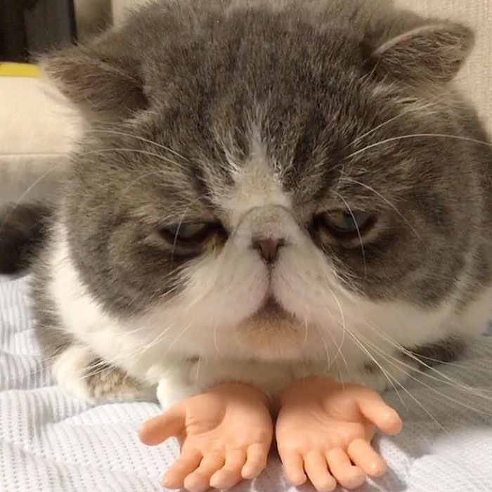 cat-prosthetic-human-hands-4.jpg