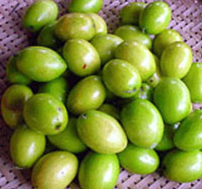 Ziziphus%20mauritiana3.jpg