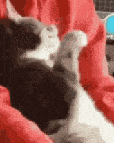 gatomeme-eh.gif