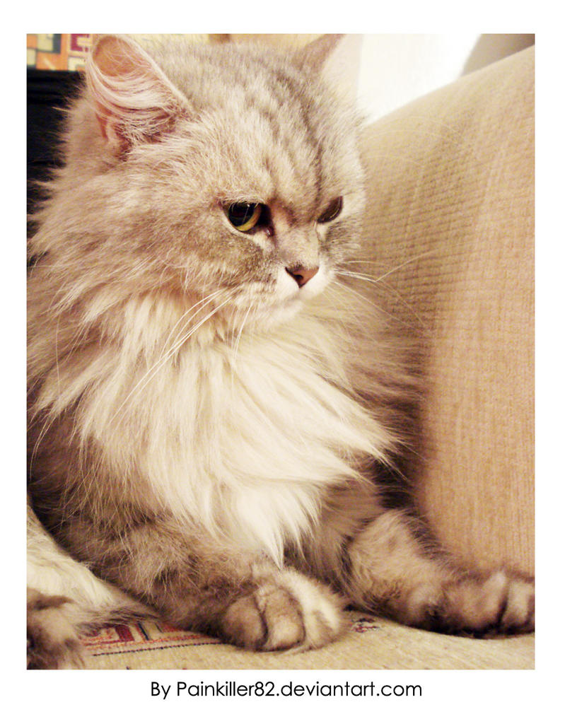 My_Kitten_by_Painkiller82.jpg