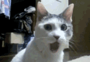 tumblr_m4cb06eIC11r98u24.gif