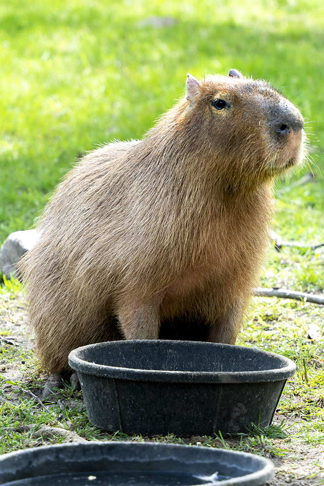 capybara-snoot.jpg