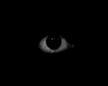 eyes.gif