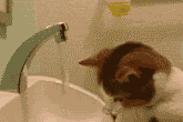 tumblr_l1r4bam82m1qzxzwwo1_250.gif
