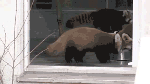NPBBjE9.gif