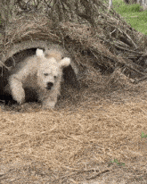 174500591399321.gif